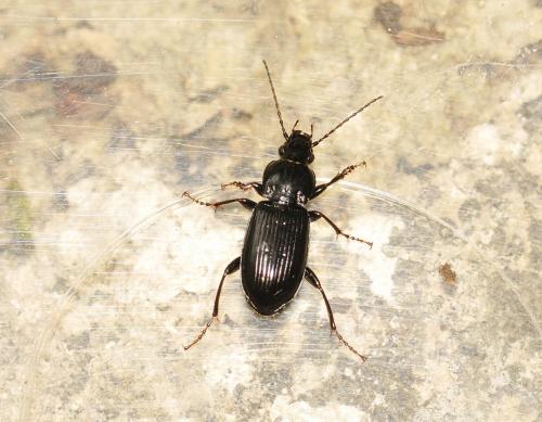 Réf. 281 474 : Pterostichus anthracinus